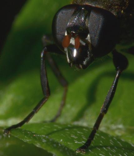 Réf. 230 800 : Myolepta sp.